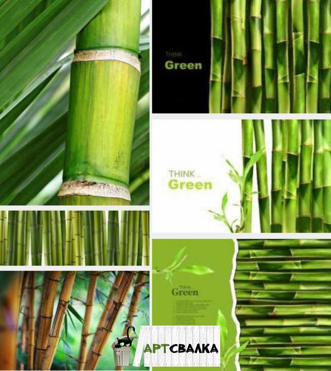 Изображение бамбука и бамбуковый фон | The image of bamboo and bamboo background